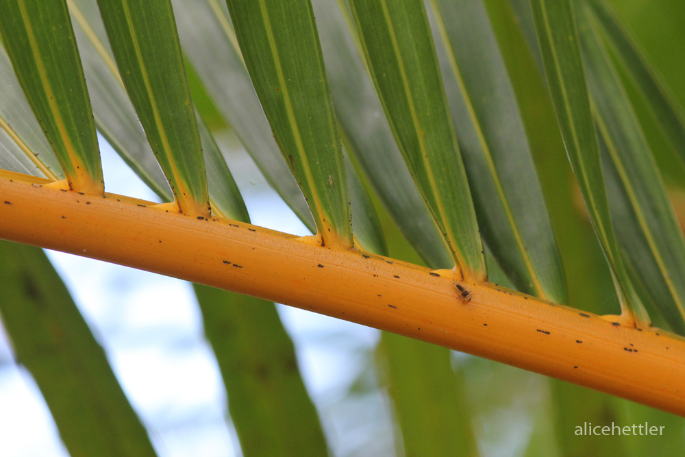 Palmwedel